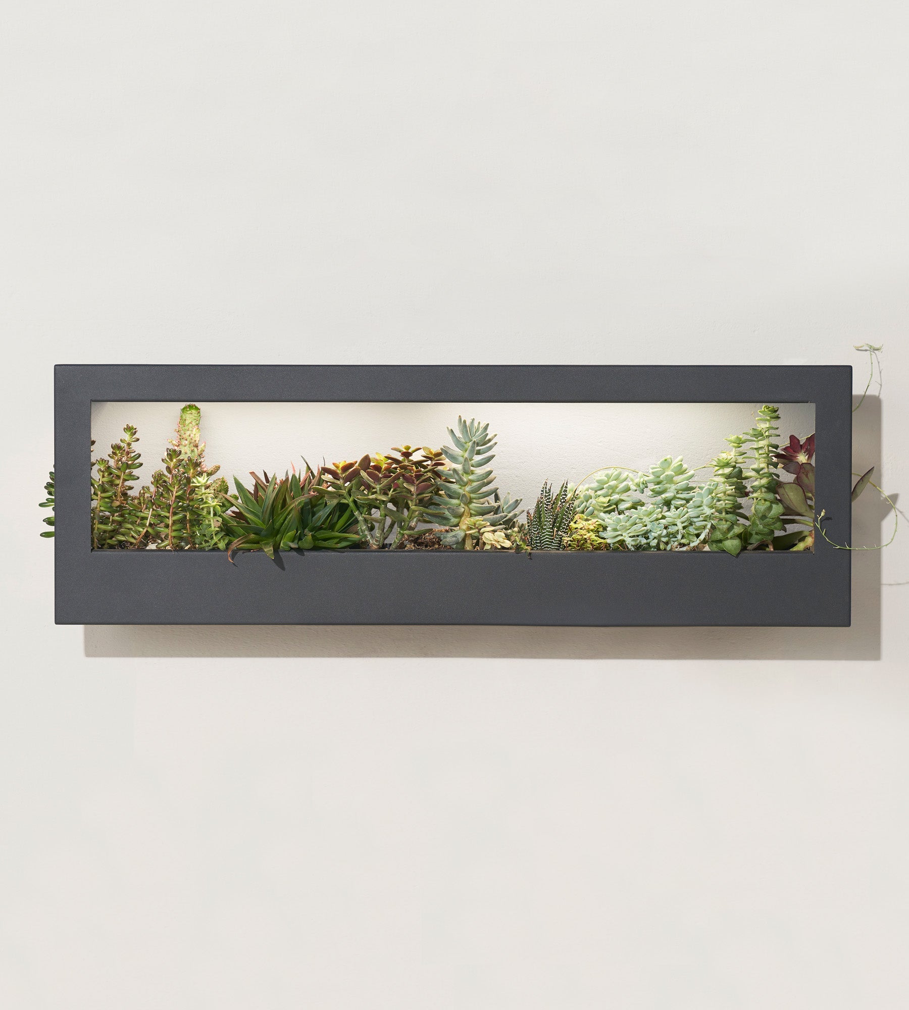 Modern Sprout Smart Landscape Growframe